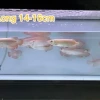 Khám phá Cá Rồng Hồng Long - Vẻ đẹp hoàng gia và cách nuôi dưỡng