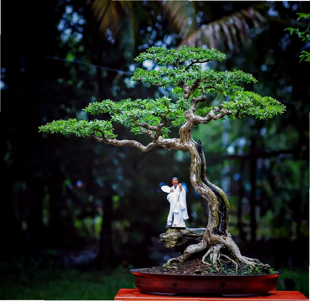 Không gian bonsai linh sam tinh tế mang phong cách nghệ thuật Nhật Bản
