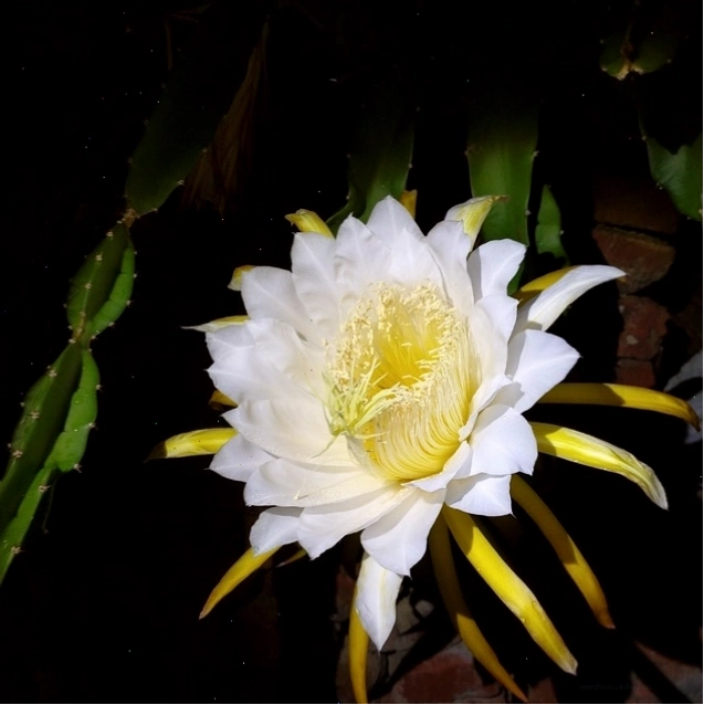 Khung cảnh đêm huyền ảo dưới ánh hoa lung linh