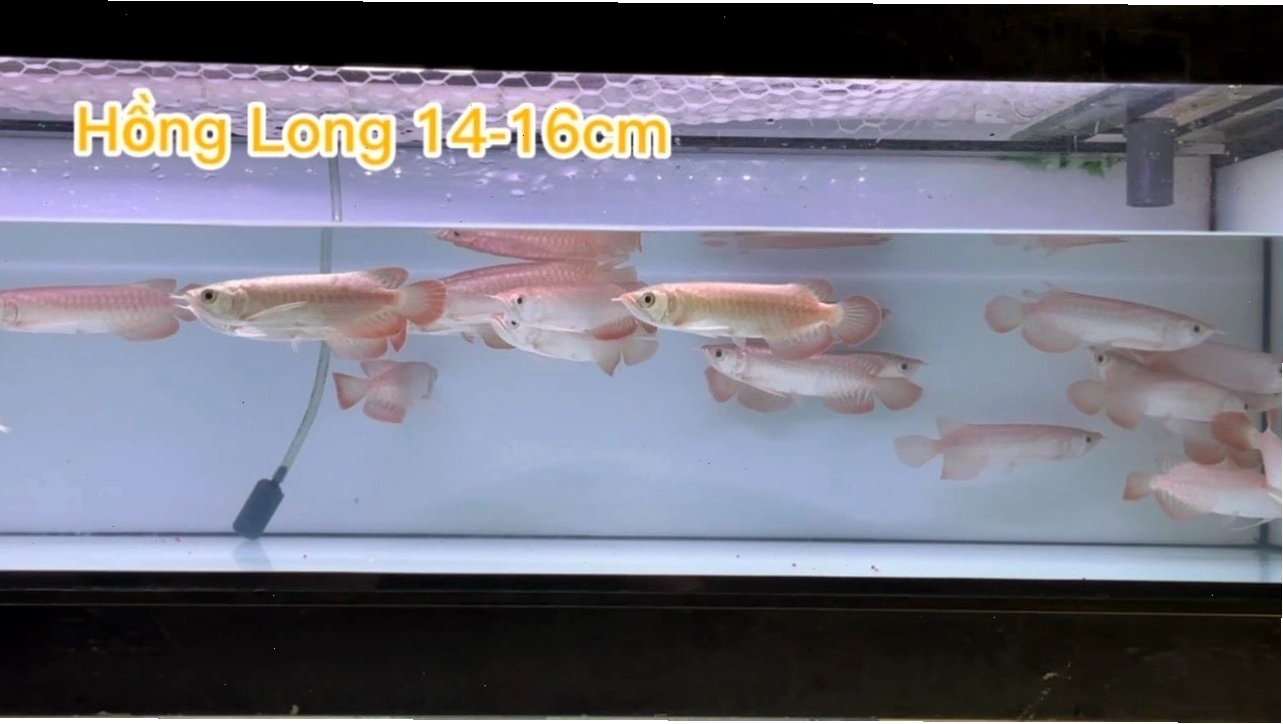 Cá rồng hồng long với bộ vảy đỏ rực rỡ và dáng bơi uy nghi