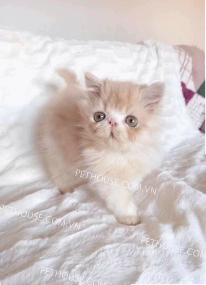 Mèo Ba Tư dòng Himalaya với màu sắc độc đáo