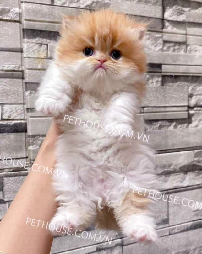 Mèo Ba Tư Golden với tông màu vàng sang trọng