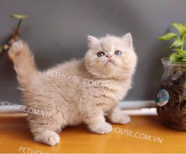 Mèo Ba Tư Lilac với sắc thái màu lạ mắt