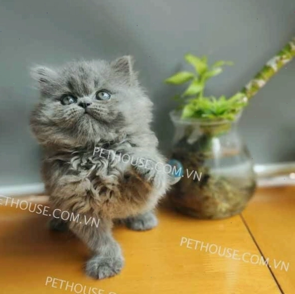 Mèo Ba Tư màu xám tro thanh lịch và sạch sẽ