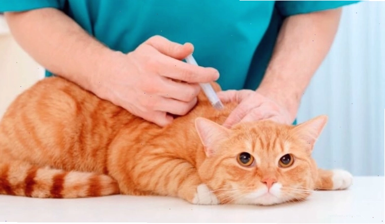 Một chú mèo đen đang được chăm sóc