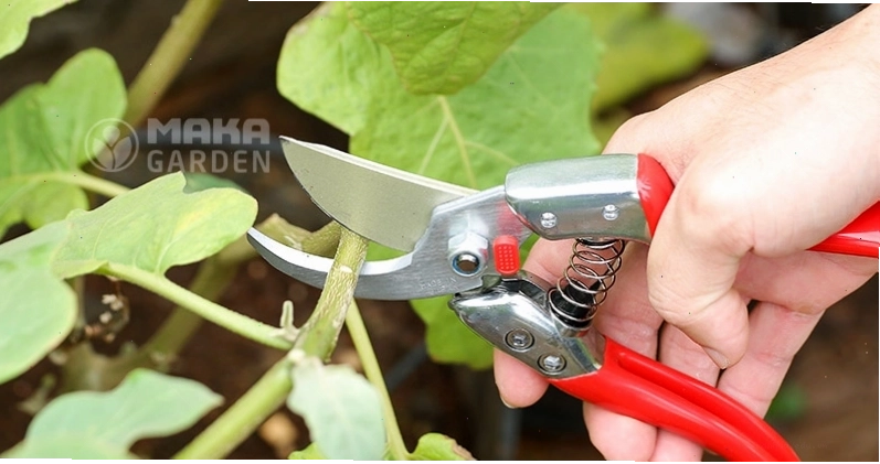 Minh họa dụng cụ làm vườn kéo cắt cành chikamasa cao cấp