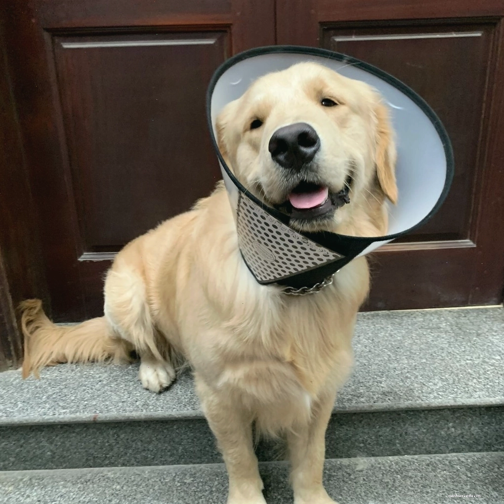 chăm sóc cho alaska bi mung mu o da định kỳ