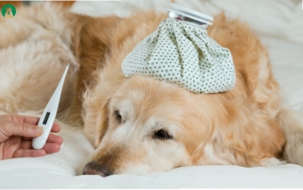 Sốt nhẹ hoặc cảm giác mệt mỏi ở chó bị bệnh