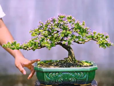 Tuyển tập ảnh sa hoa linh sắc nét phong cách anime