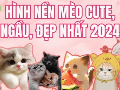 Khám phá BST ảnh mèo cute anime độc đáo làm avatar, hình nền 2026