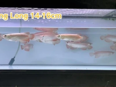 Khám phá Cá Rồng Hồng Long - Vẻ đẹp hoàng gia và cách nuôi dưỡng